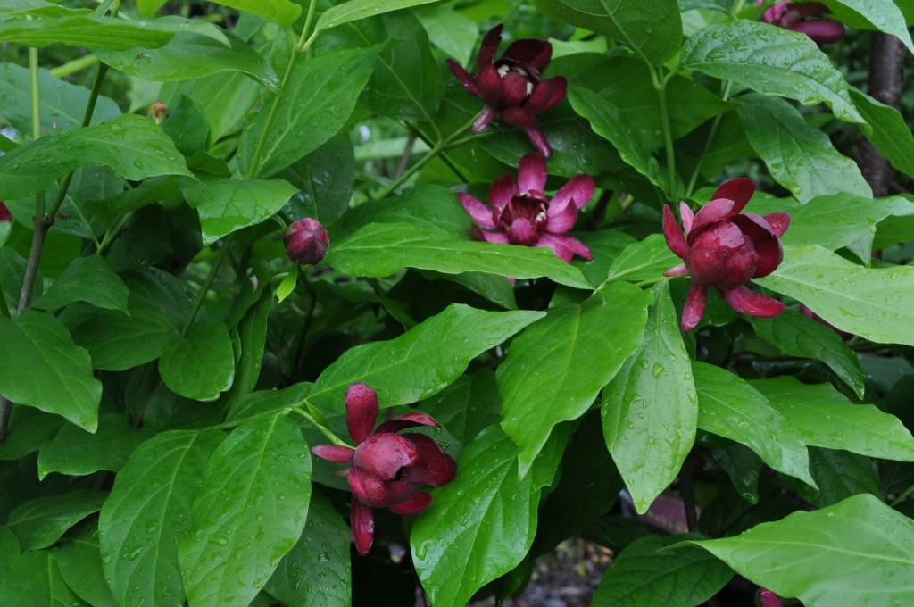 Calycanthus 'Aphrodite'