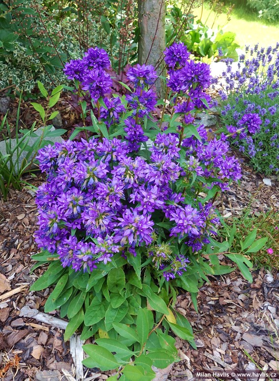 Campanula glomerata 'Superba'