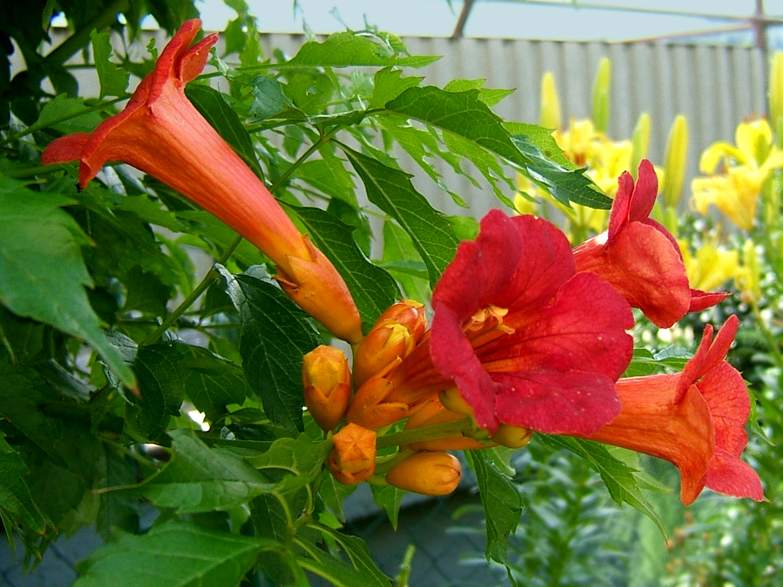 Campsis 'Madame Galen'