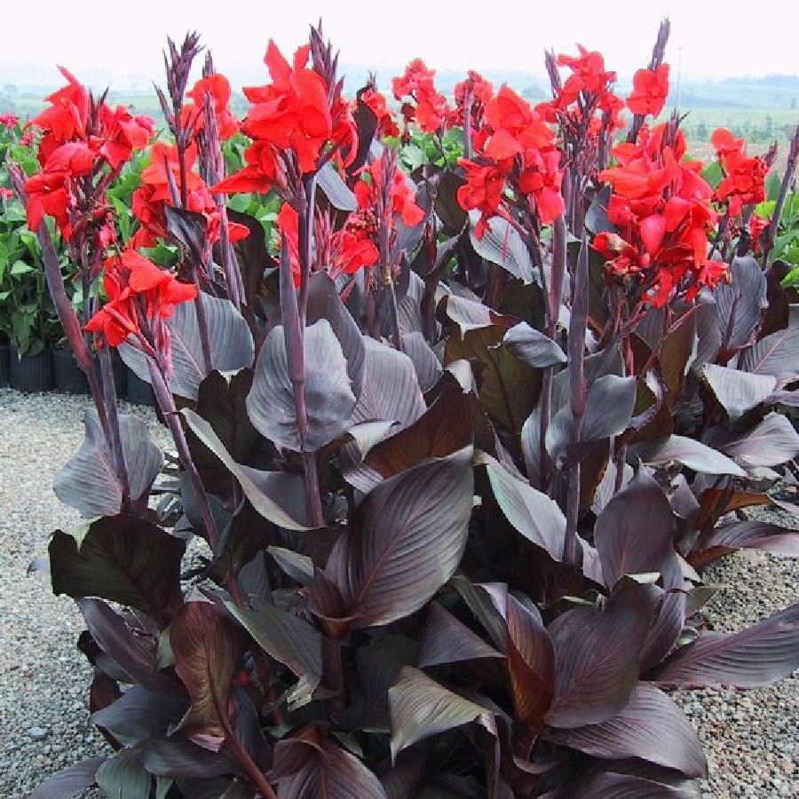Canna Australia