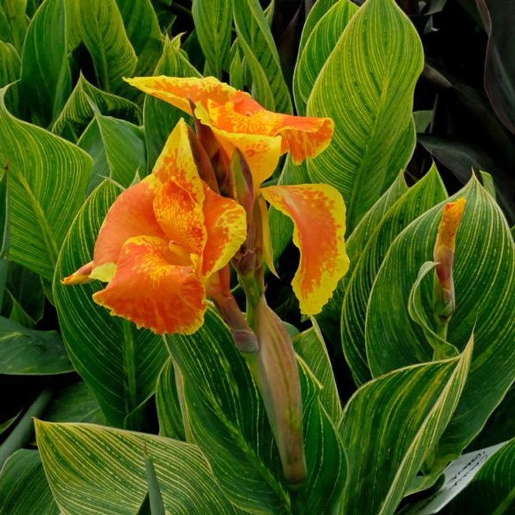 Canna 'Bengal Tiger'