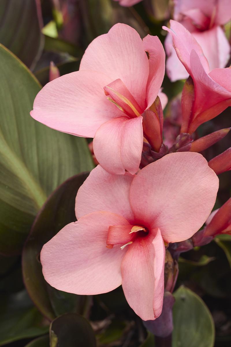 Cannova Bronze Peach