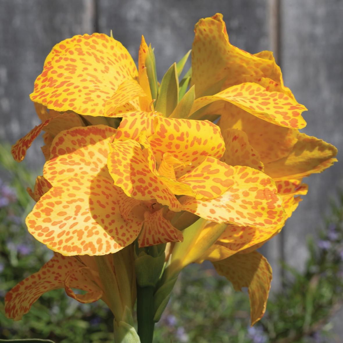 Cannova Gold Leopard