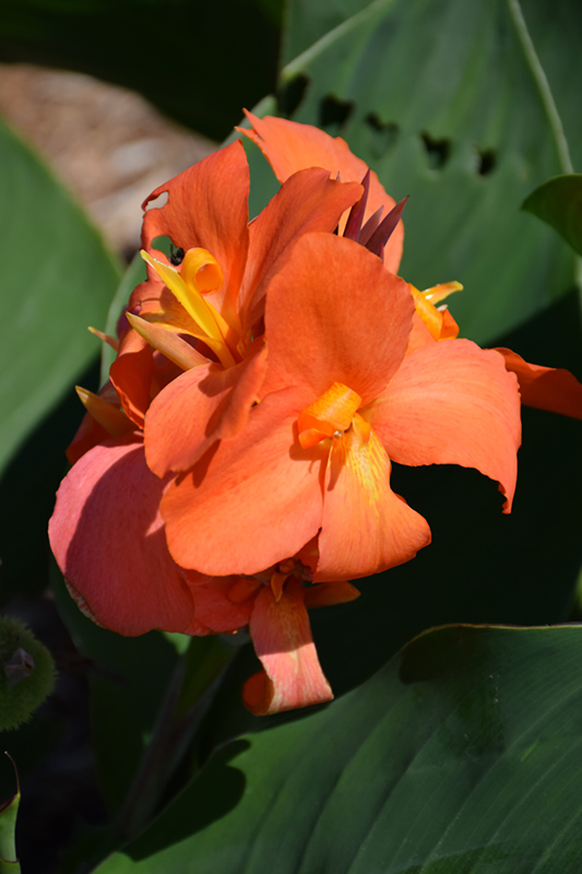 Canna Cannova 'Orange Shades'