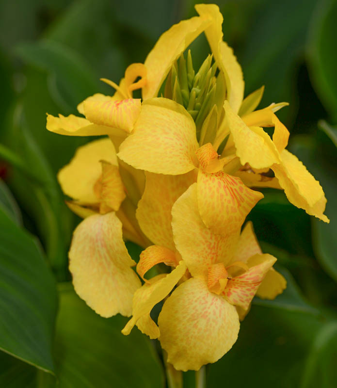 Canna 'Cannova Yellow'