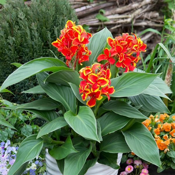 Canna Cannova 'Red Gold Flame'