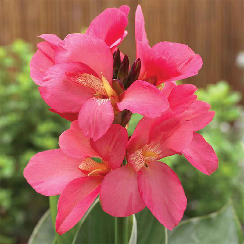 Canna  'Rose'