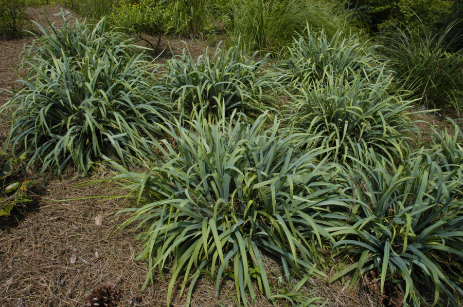 Grass - Carex laxiculmis 'Blue Bunny'