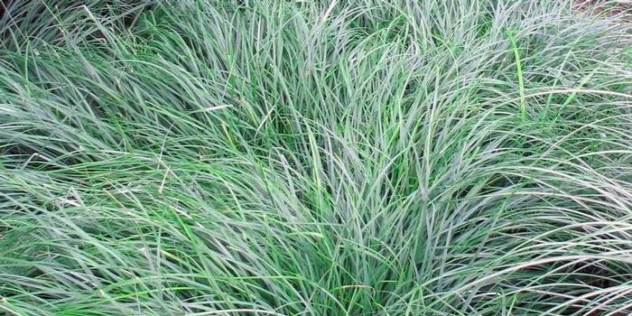Carex 'Blue Zinger'