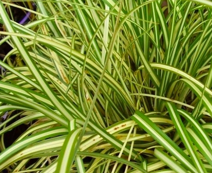 Carex 'Evergold'
