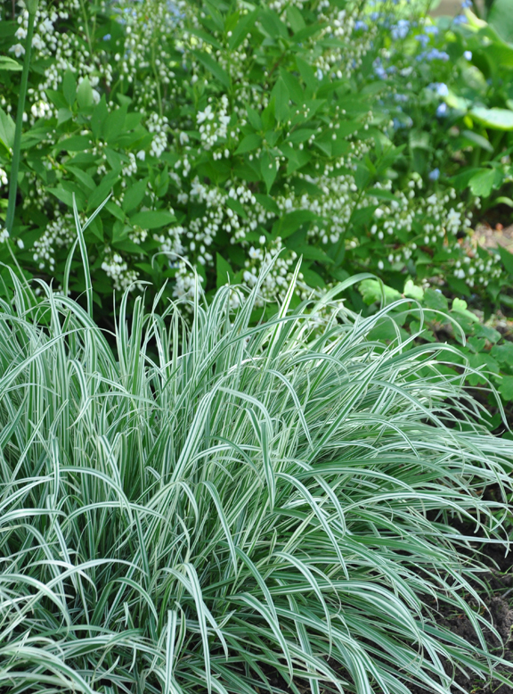 Carex mor. 'Ice Ballet'