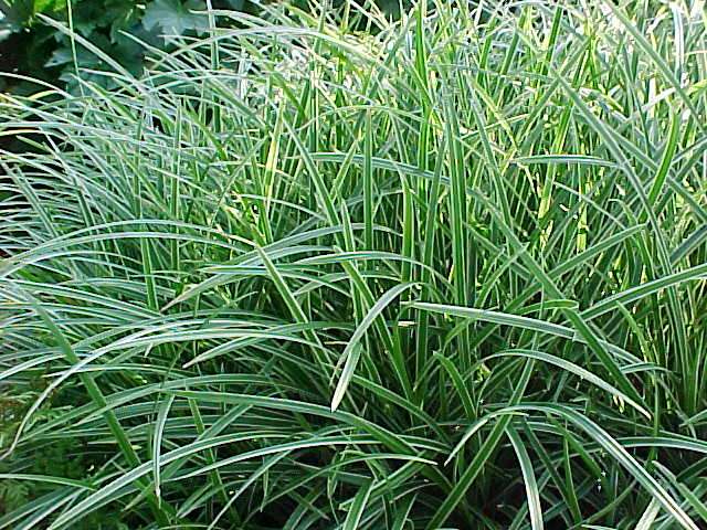 Carex mor. 'Ice Dance'