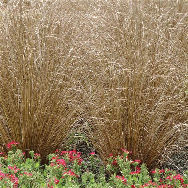Grass - Carex 'Red Rooster'