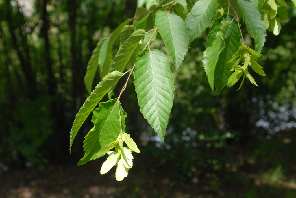 Carpinus caroliniana