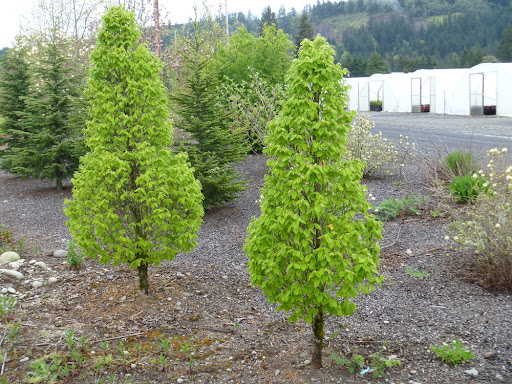 Carpinus b. 'Columnaris Nana'