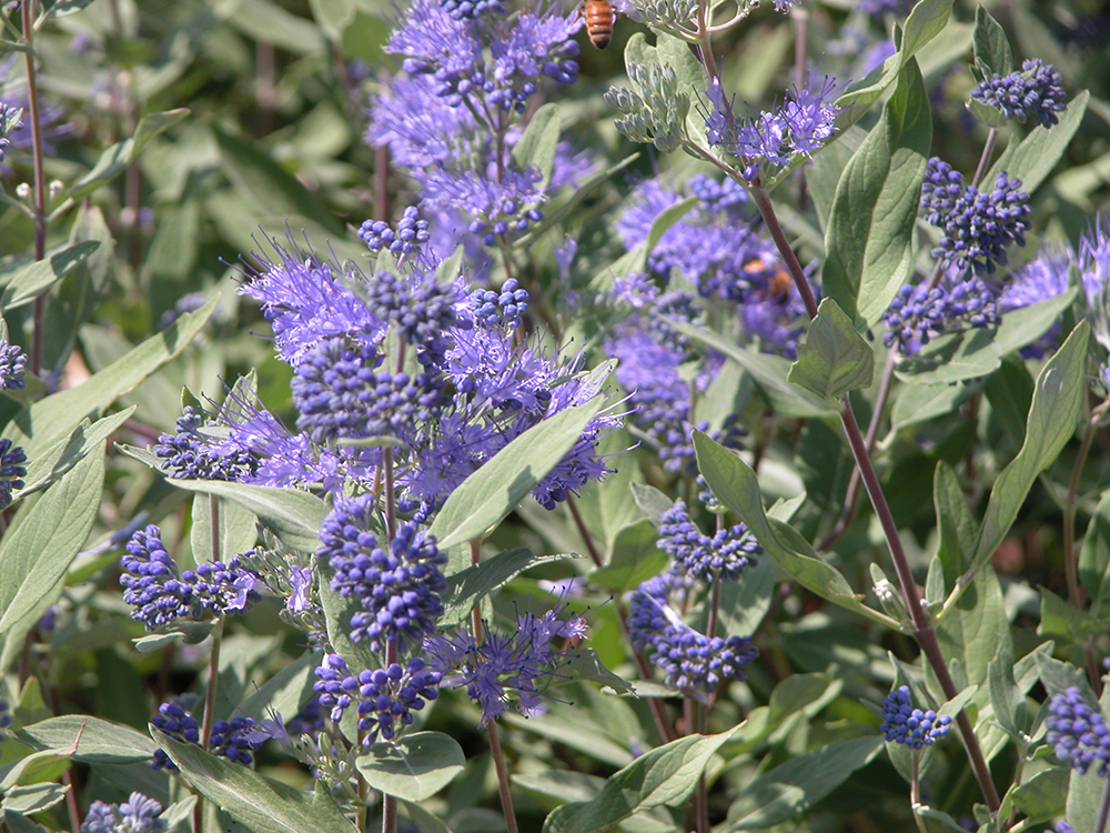 Caryopteris 'Dark Night'