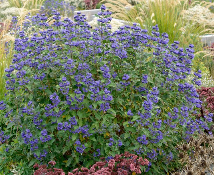 Caryopteris 'Grand Bleu'