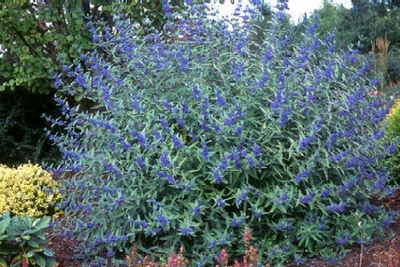 Caryopteris 'Longwood Blue'