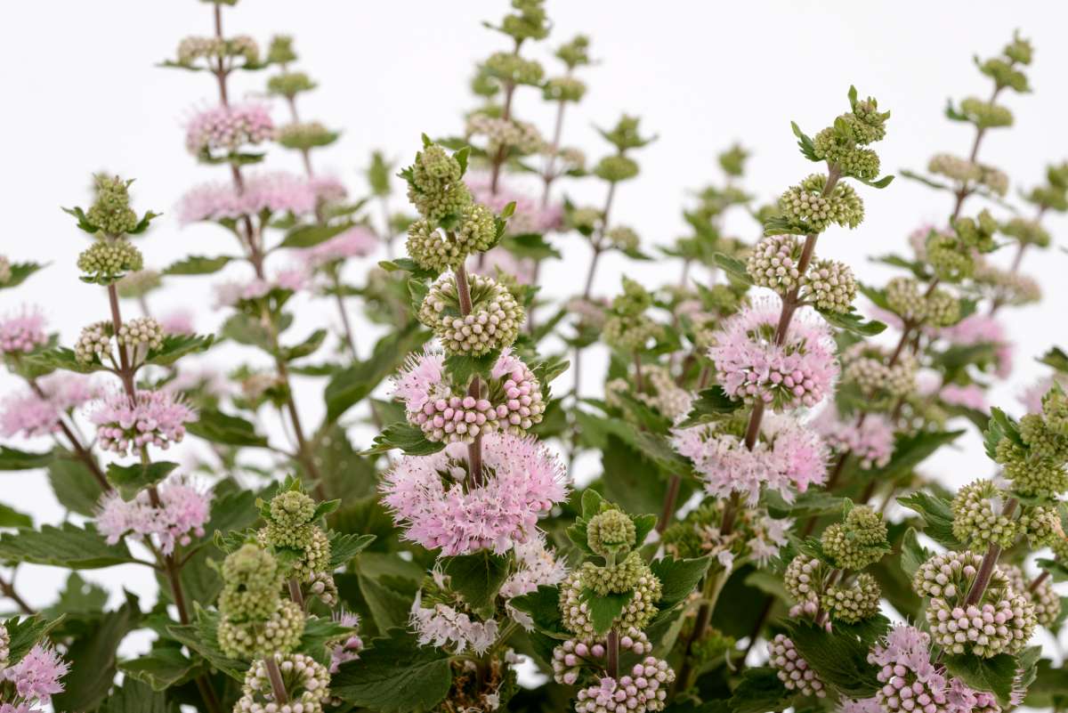 Caryopteris x clan. 'Pavilion Pink'