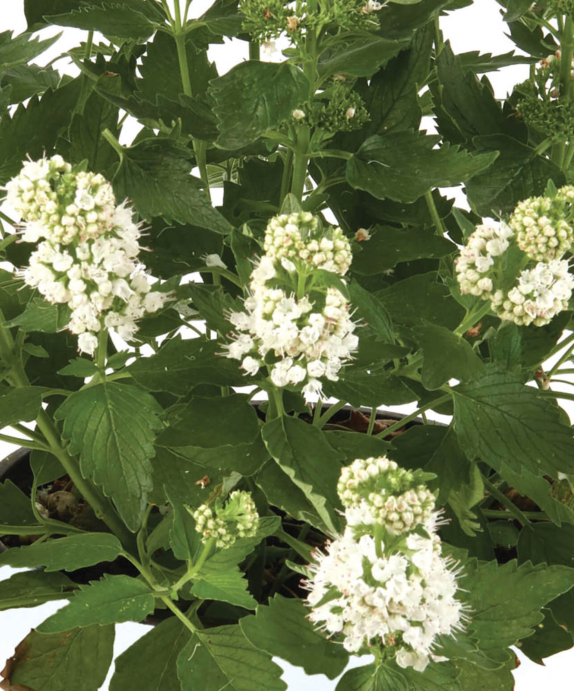 Caryopteris x clan.'Pavilion White'