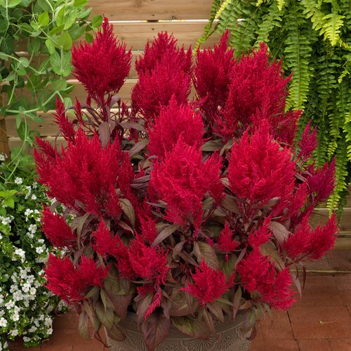 Celosia Dragon Breath