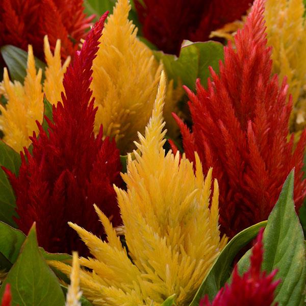 Celosia plume 'First Flame Mix'