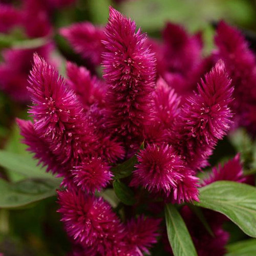Intenz Dark Purple