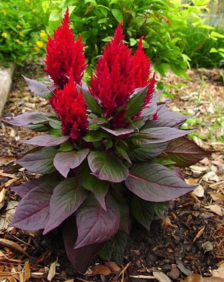 Celosia New Look Red