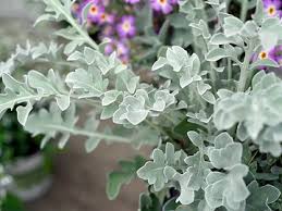 Centaurea Silver Oaks