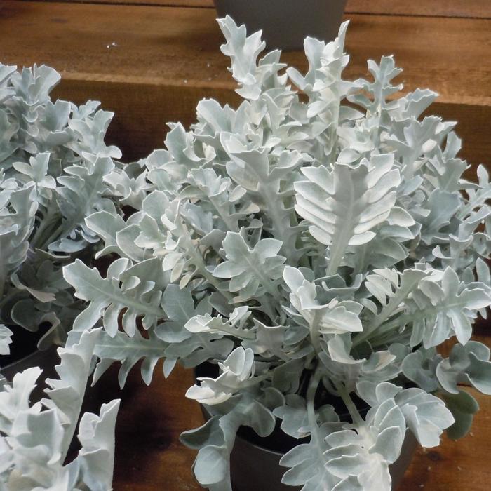 Centaurea 'Silver Swirl'
