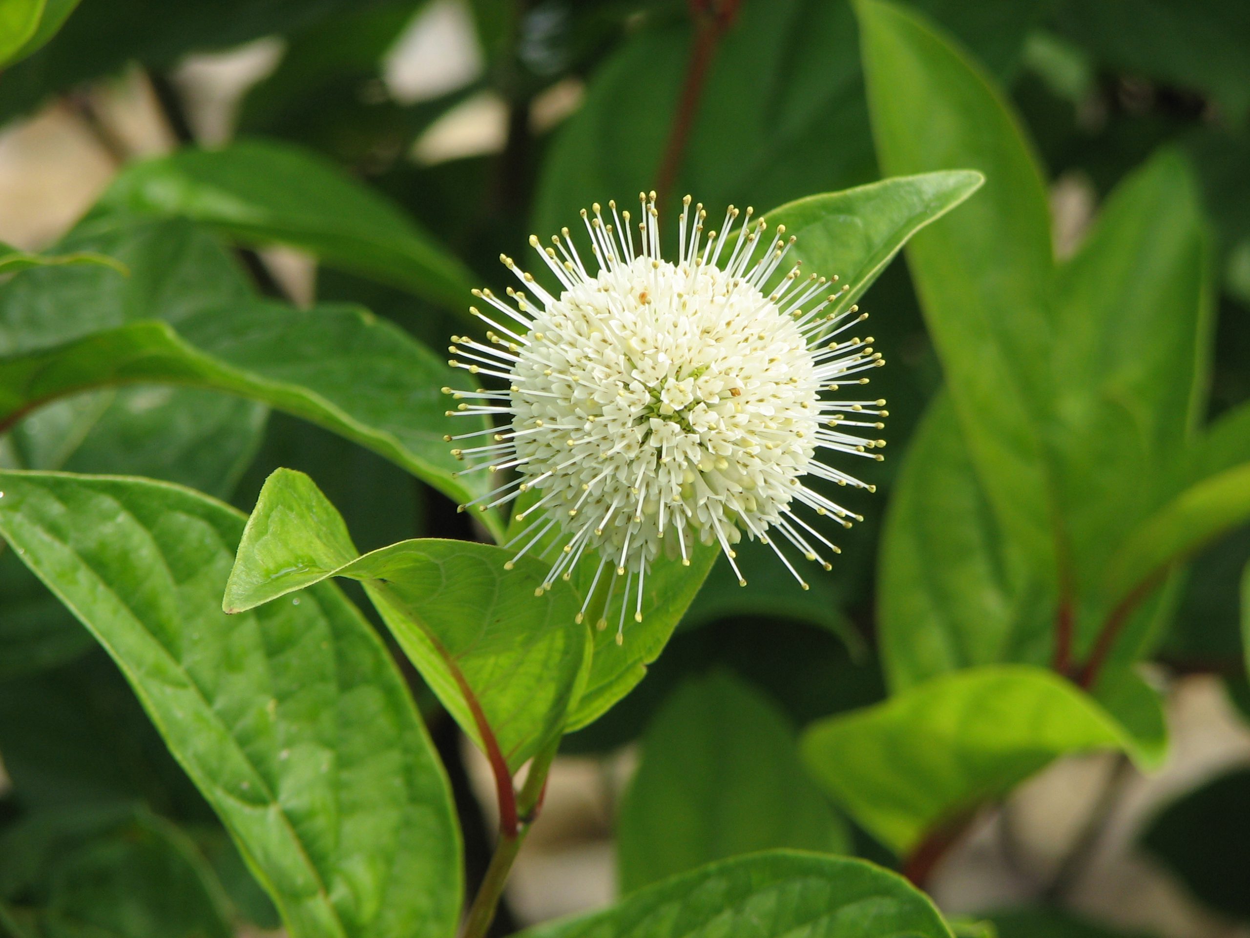 Cephalanthus o. 'Fiber Optics'