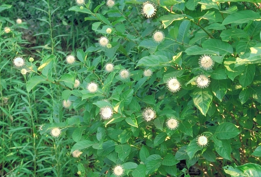 Cephalanthus occidentalis