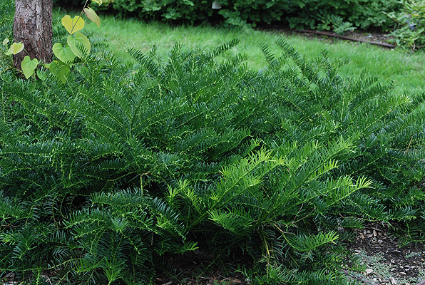 Cephalotaxus h. 'Duke Gardens'