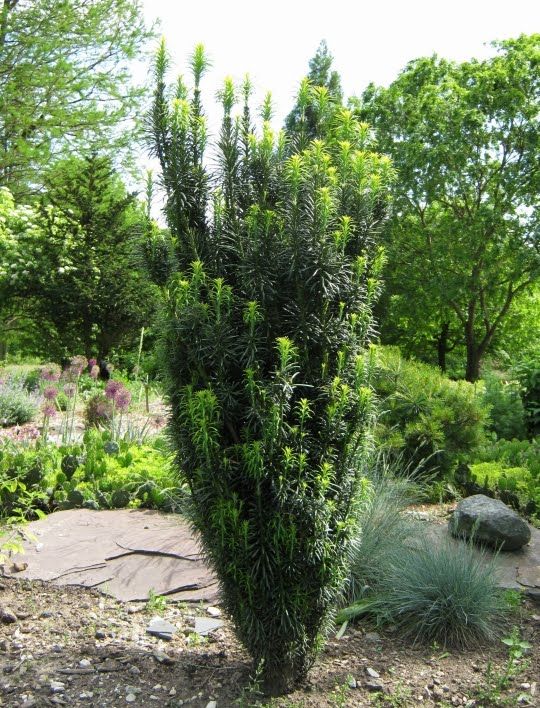 Cephalotaxus h. 'Fastigiata'