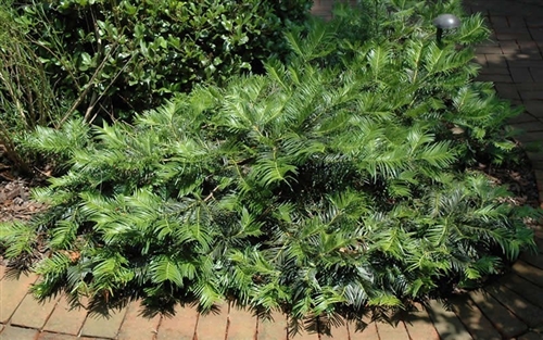Cephalotaxus harringtonia
