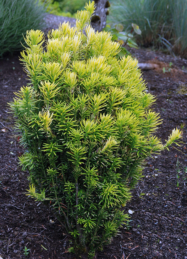 Cephalotaxus Korean Gold