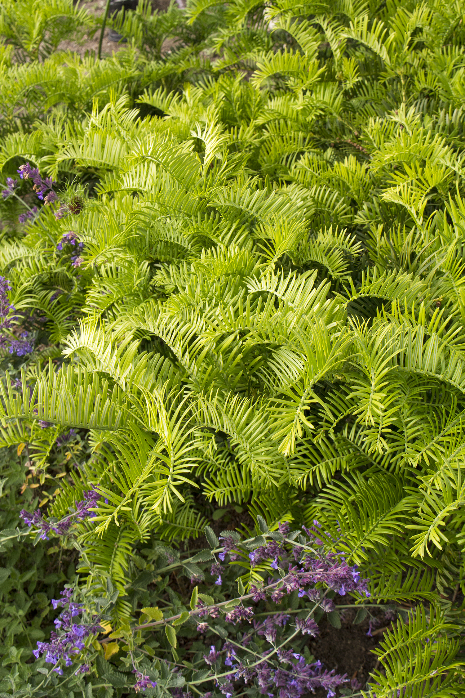 Cephalotaxus h. 'Prostrata'
