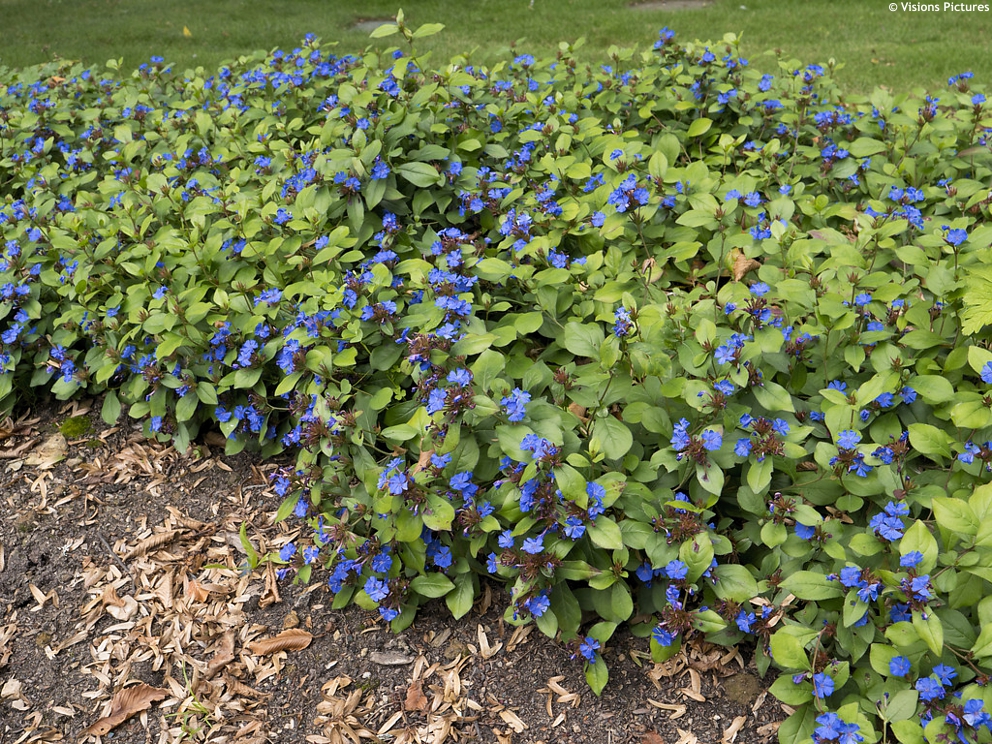 Ceratostigma plumbaginoides