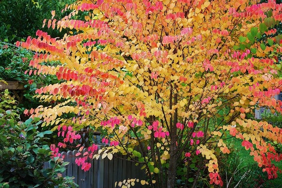 Cercidiphyllum japonicum