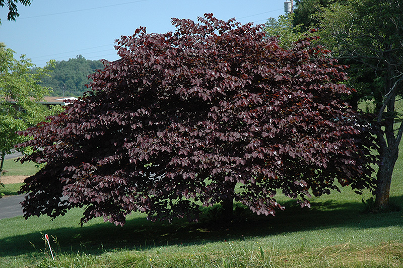 Cercis canadensis 'Burgundy Hearts'