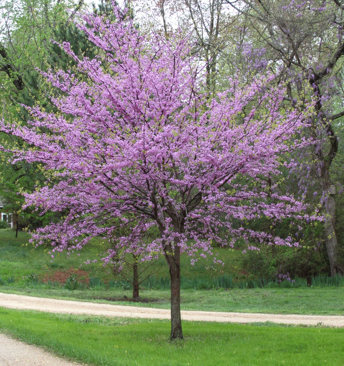 Cercis canadensis