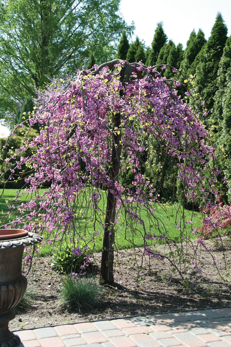Cercis canadensis 'Covey'