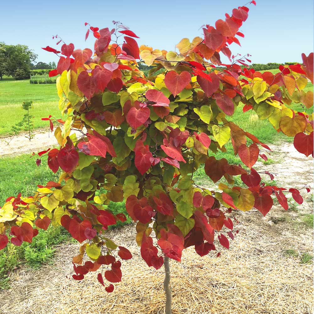 Cercis Flame Thrower