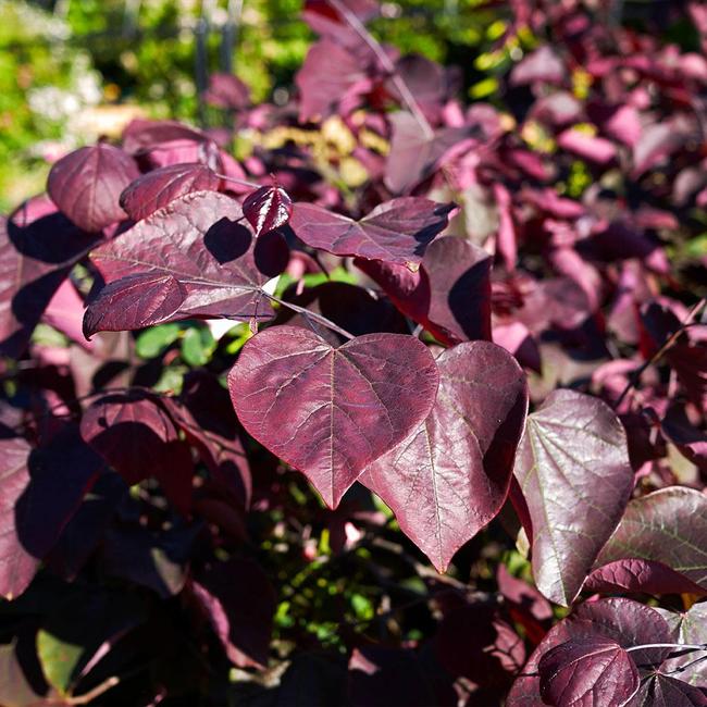 Cercis canadensis 'Forest Pansy'