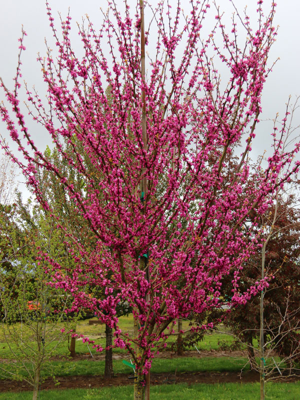 Cercis canadensis 'Northern Herald'