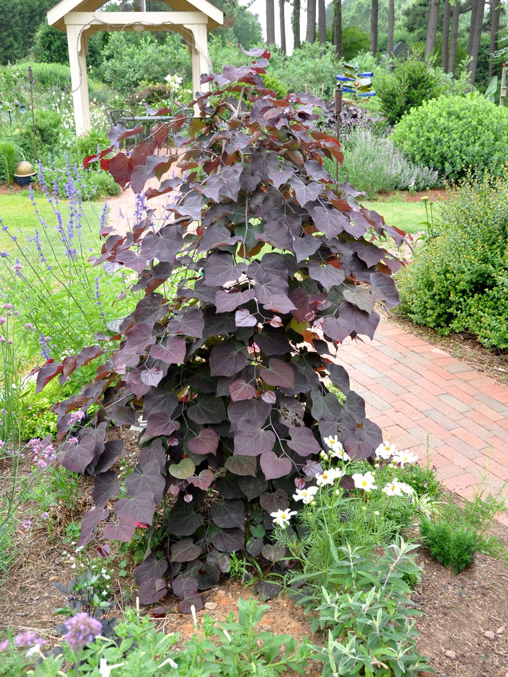 Cercis canadensis 'Ruby Falls'