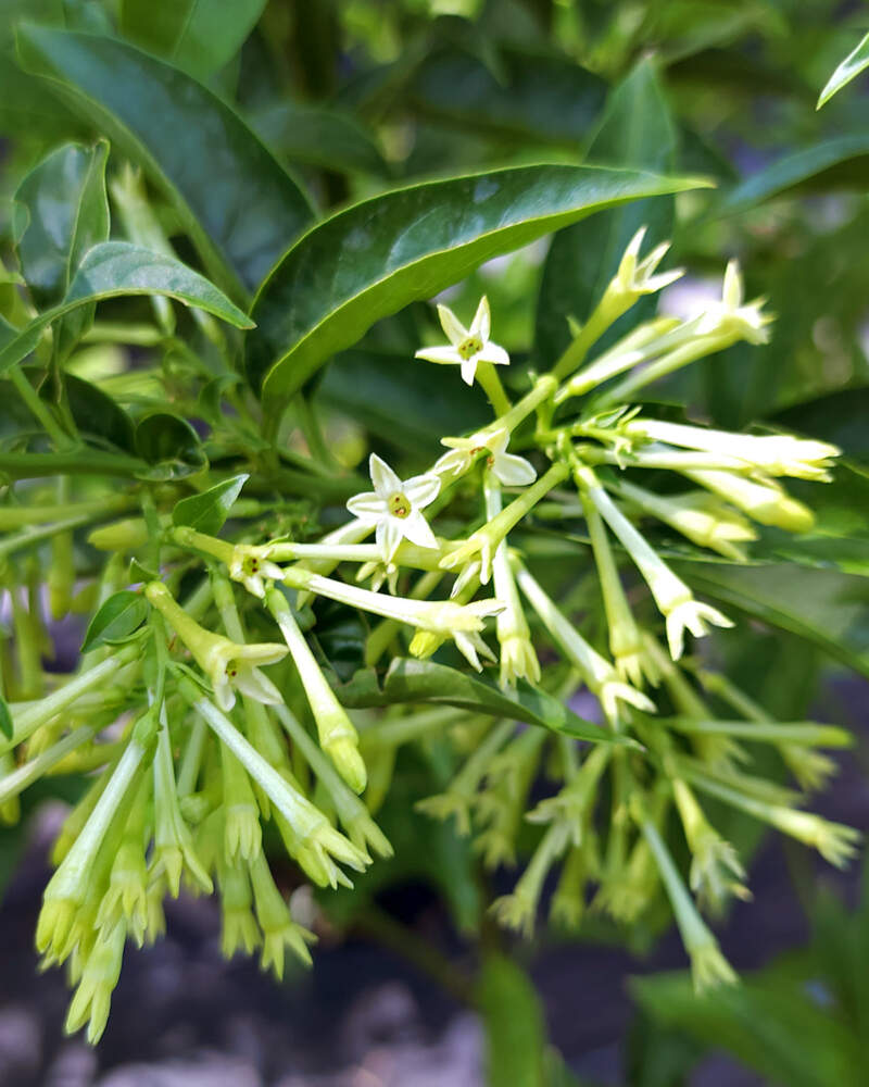 Cestrum nocturnum