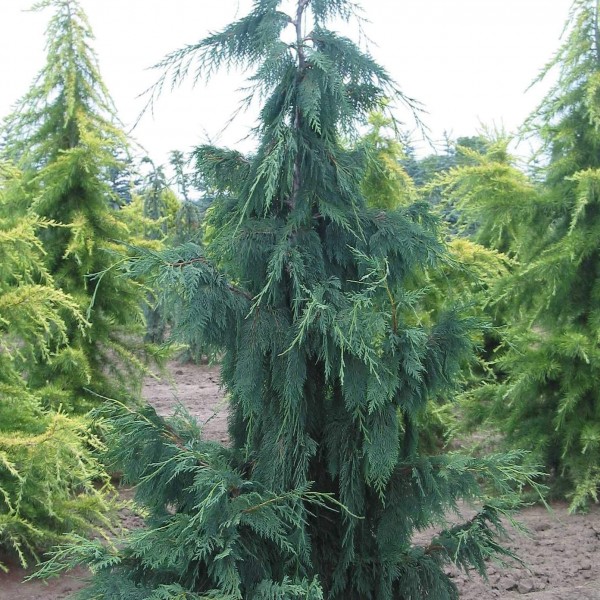 Chamaecyparis n. 'Glauca pendula'