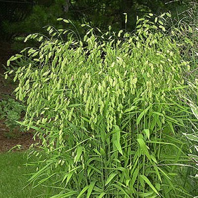 Grass - Chasmanthium latifolium