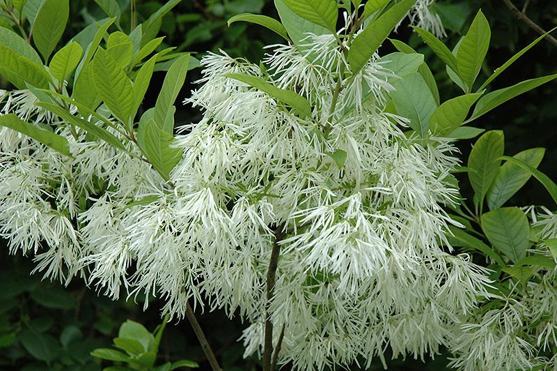 Chionanthus virginicus